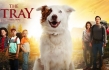 'The Stray' Premiere: Director Mitch Davis Says Dogs Are Guardian Angels From God