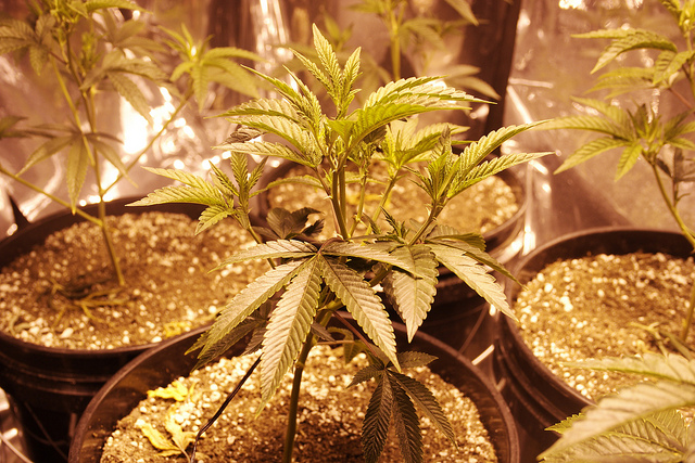 Cannabis