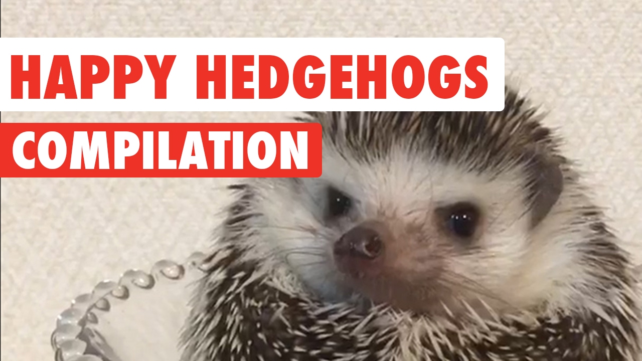 Happy Hedgehogs Cute Pet Video Compilation 2017